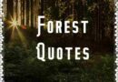 40+ Best Forest Quotes | Short Quotes about Forest | Quotes for Forest Lovers with Images Download