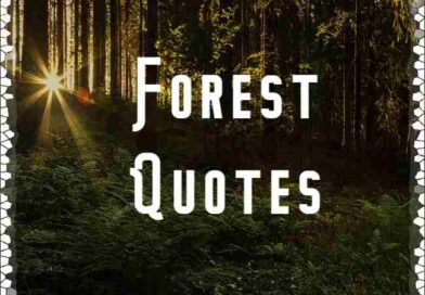 40+ Best Forest Quotes | Short Quotes about Forest | Quotes for Forest Lovers with Images Download