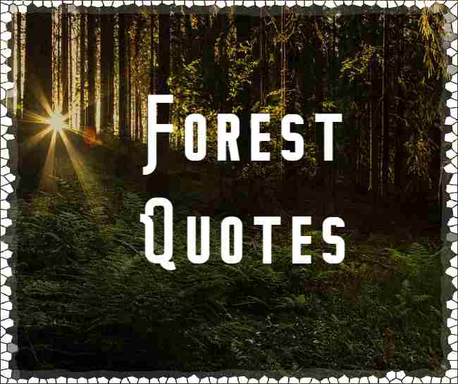Forest Quotes | Short Deep Wild Wood Quotes with Images Forest Quotes | Short Deep Wild Wood Quotes with Images